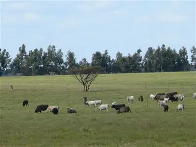 Main view of Homely rural property listing, Lot 1011 Melalueca Road, Esperance WA 6450
