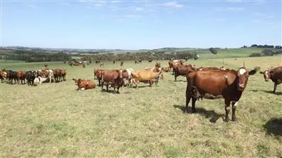 Fifth view of Homely rural property listing, 560 Princetown Road, Simpson VIC 3266