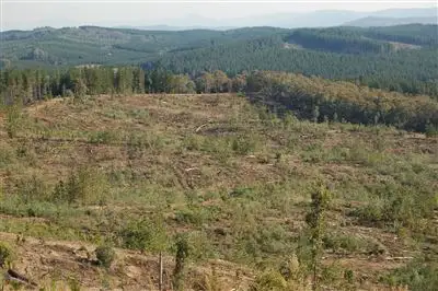 Fifth view of Homely rural property listing, Somerset Pines, Bobs Creek Rd, Carabost, Wagga Wagga NSW 2650