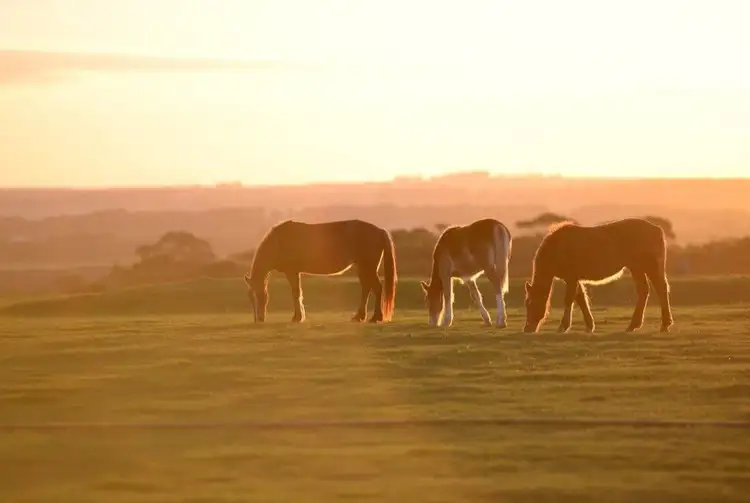 Fifth view of Homely rural property listing, Lot 37 Merivale Road, Myrup WA 6450