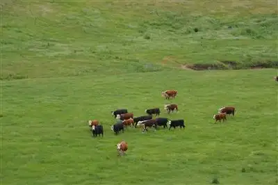 Third view of Homely rural property listing, Wongoonoo 100 Carabost Road, via, Wagga Wagga NSW 2650