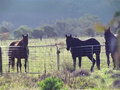 Second view of Homely rural property listing, 8183 "Hillside" The Escort  Way, Eugowra NSW 2806