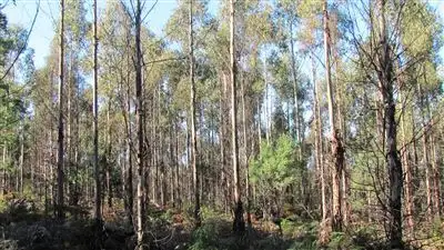 Fifth view of Homely rural property listing, 47.6ha Hodgetts Road, Rosevale TAS 7292