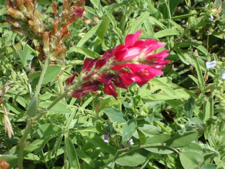 Fifth view of Homely rural property listing, 442 O'Connor Road, Haden QLD 4353