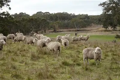 Sixth view of Homely rural property listing, 320 Scottsburn Road, Woodside SA 5244