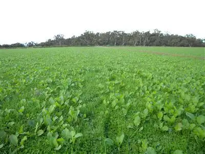 Fourth view of Homely rural property listing, 229 Bora Swamp Road, Boort VIC 3537