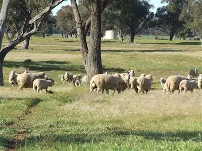 Seventh view of Homely rural property listing, "AFTON" 323 Donaldson's Road, Narrandera NSW 2700