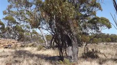 Sixth view of Homely rural property listing, Lot 247 Quellington Rd, Meckering WA 6405