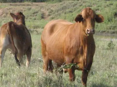 Sixth view of Homely rural property listing, " Crystal Plains", Springsure QLD 4722