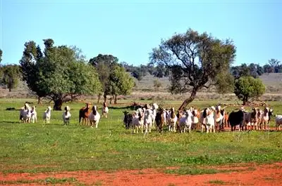 Third view of Homely rural property listing, * Kallara, Nyngan NSW 2825