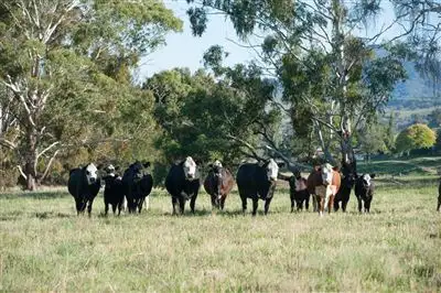 Third view of Homely rural property listing, 2260 Pages Creek Rd, "Harlyn", Ellerston via, Scone NSW 2337