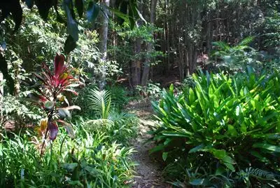 Second view of Homely rural property listing, 39 Ryans rd, Uki NSW