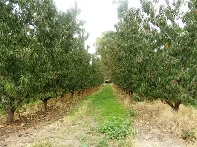 Third view of Homely rural property listing, 21 Twentyfifth  Street, Renmark West SA 5341