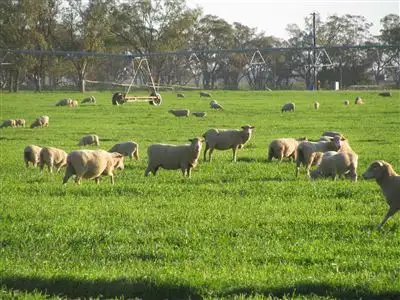 Main view of Homely rural property listing, . Wilsons Lane, Narromine NSW 2821