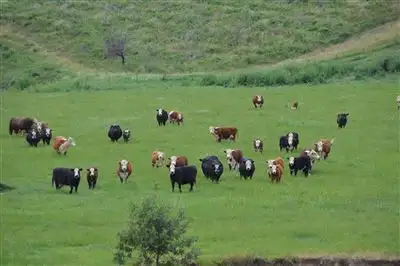 Fifth view of Homely rural property listing, Wongoonoo 100 Carabost Road, via, Wagga Wagga NSW 2650