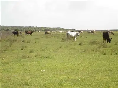 Second view of Homely rural property listing, 1205 Old Coorong Road, Kingston Se SA 5275