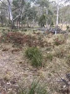 Fourth view of Homely rural property listing, Lot 201 Hereford Hall Road, Braidwood NSW 2622