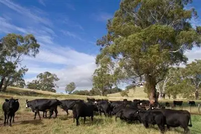 Fourth view of Homely rural property listing, Waterloo/67 Waterloo Road, Matheson NSW 2370