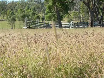 . "Glen Olive", Injune QLD 4454