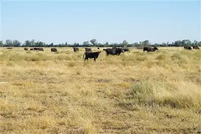 4960 Pilliga Road, Pilliga NSW 2388