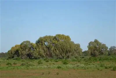 Third view of Homely rural property listing, " Windella, Nyngan NSW 2825