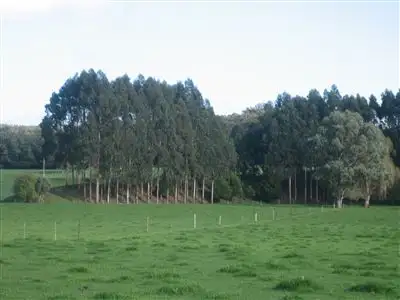 Fourth view of Homely rural property listing, 474 Maxfields Road, Flynns Creek VIC 3844