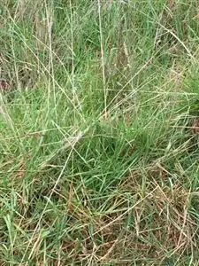 Seventh view of Homely rural property listing, Lot 1 Albert River Road, Staceys Bridge VIC 3971