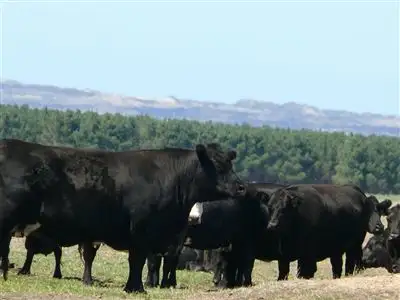 Lot 100 South Coast Hwy, Dalyup WA 6450