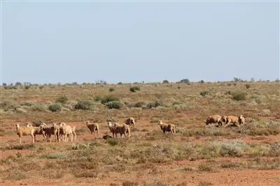 Second view of Homely rural property listing, " Ingomar Station", Coober Pedy SA 5723