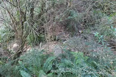 Sixth view of Homely rural property listing, 4650 Araluen Road, Araluen NSW 2622