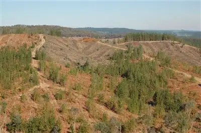 Main view of Homely rural property listing, Somerset Pines, Bobs Creek Rd, Carabost, Wagga Wagga NSW 2650