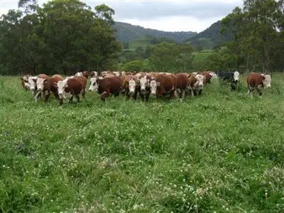 Main view of Homely rural property listing, "Kokoda"/934 Spring Mountain Road, Swan Vale NSW 2370