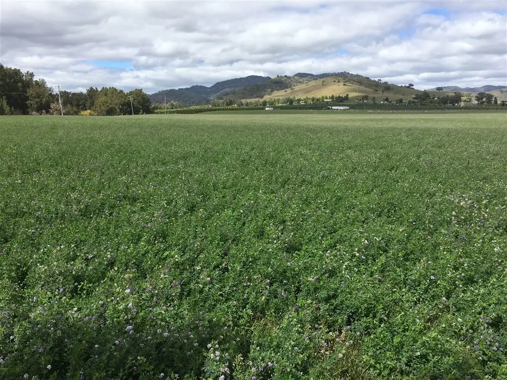 Main view of Homely rural property listing, 931 'Mullamuddy Farm' Castlereagh Highway, Mudgee NSW 2850