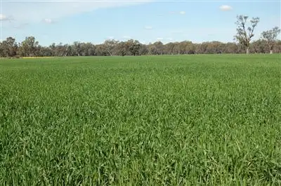 Second view of Homely rural property listing, 1902 Paintings Bridge Road, Narrandera NSW 2700