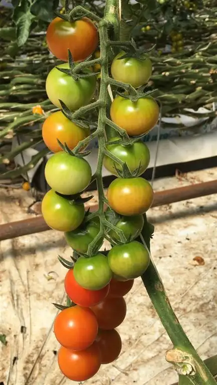 Seventh view of Homely rural property listing, 415 Waugh Road, Toolamba VIC 3614