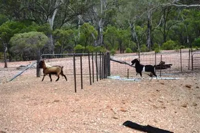 Sixth view of Homely rural property listing, "BUDGERY" Barrier Highway, Cobar NSW 2835