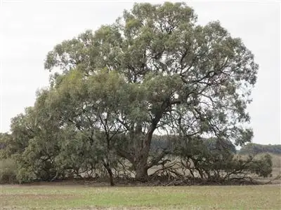 Fourth view of Homely rural property listing, Corner Stringers Road & Yando Road, Boort VIC 3537