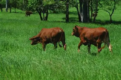 Sixth view of Homely rural property listing, 403 Gormleys Road, Seaforth QLD 4741