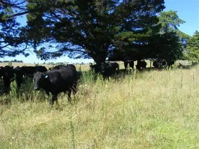 Main view of Homely rural property listing, "Bardney"/.124 Deyrah Rd, Glen Innes NSW 2370