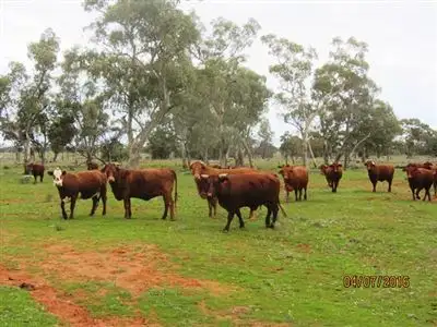 Irisvale Burthong Road, Nymagee, Cobar NSW 2835