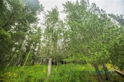 Sixth view of Homely house listing, 820 Lobethal Road, Basket Range SA 5138