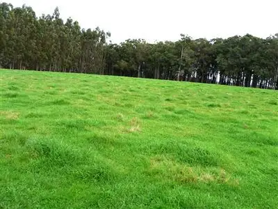 Main view of Homely land listing, Lot 2066 Kimber Road, Manjimup WA 6258