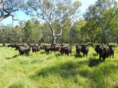 Fifth view of Homely rural property listing, 1798 Great Alpine Road, Tarrawingee VIC 3678