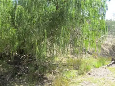 Main view of Homely rural property listing, Address available on request