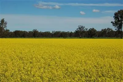 1902 Paintings Bridge Road, Narrandera NSW 2700