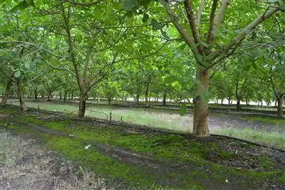 Main view of Homely rural property listing, 222 Koondrook West Rd, Koondrook VIC 3580