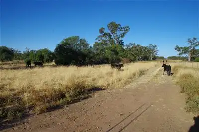 Seventh view of Homely rural property listing, 4960 Pilliga Road, Pilliga NSW 2388
