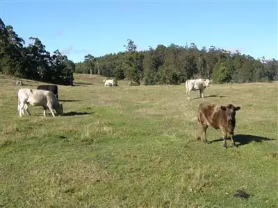 Main view of Homely rural property listing, - Peddles Road, Legerwood TAS 7263