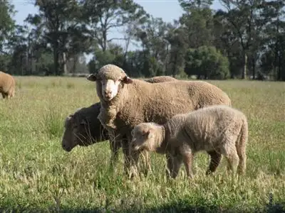 Second view of Homely rural property listing, "Gunnawae"/264 Haberworth Lane, Narromine NSW 2821