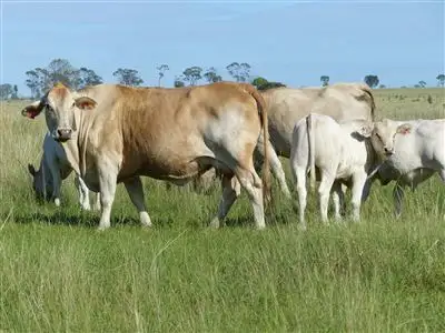 Third view of Homely rural property listing, . "Kia Ora", Injune QLD 4454